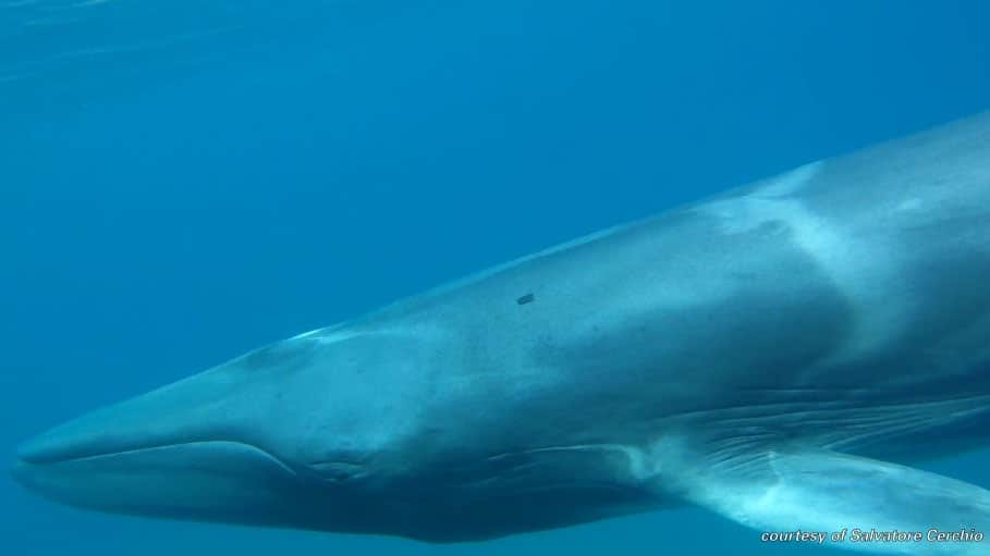 New Study Provides First Field Observations of Rare Omura's Whales