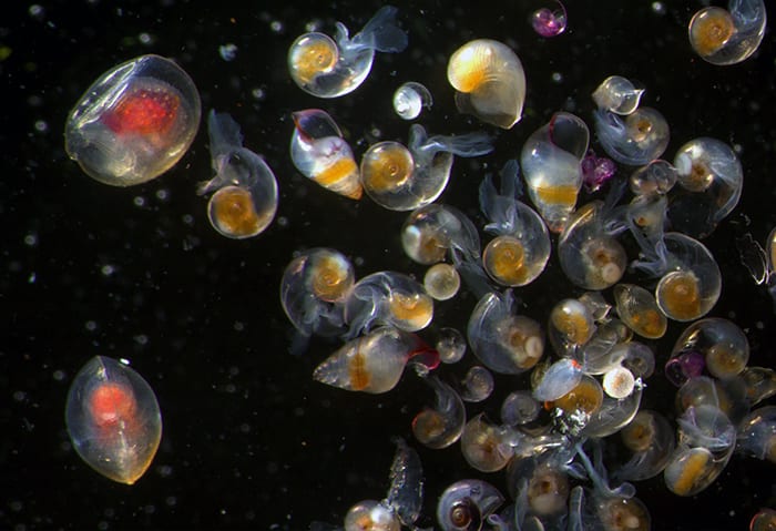 Sea Butterflies
