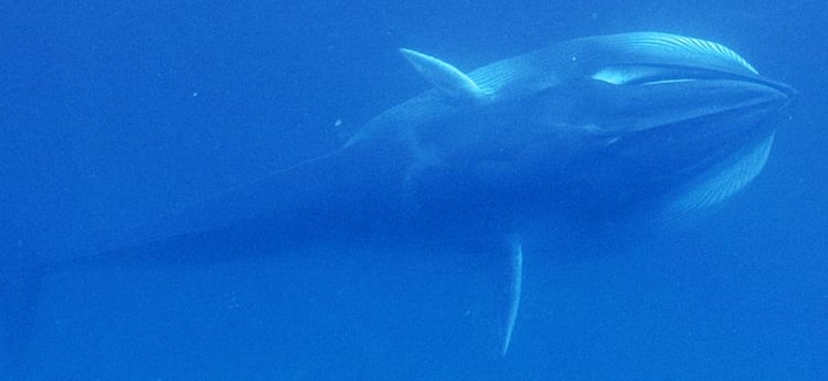 whale350_404415.jpg