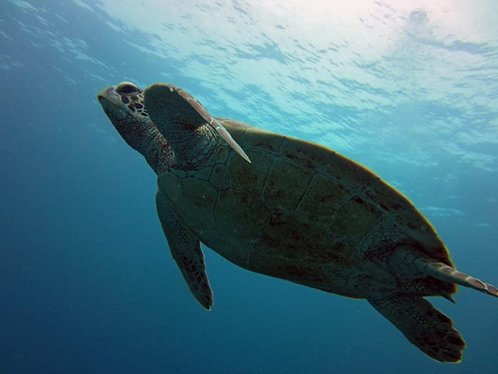 Turtle Sighting