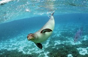 Seal Whiskers Inspire Marine Technology