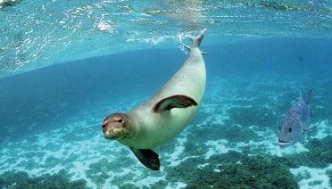 Seal Whiskers Inspire Marine Technology