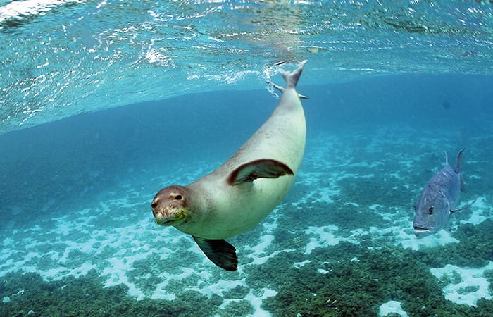 Seal Whiskers Inspire Marine Technology – Woods Hole Oceanographic  Institution