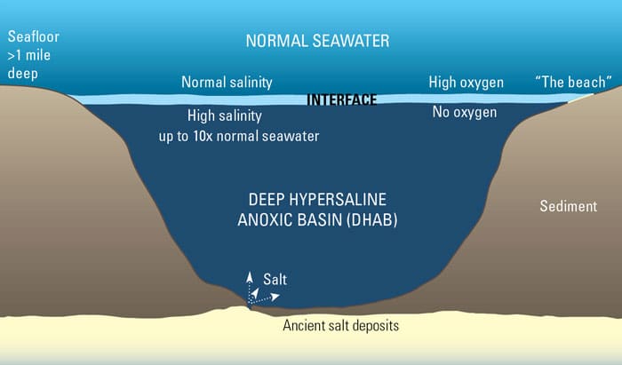 Can animals thrive without oxygen?