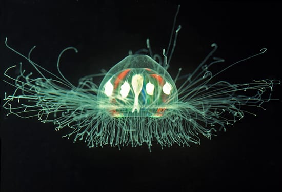 graphics-Jellyfish-2_85901_154673.jpg