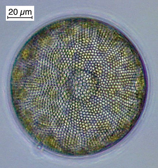 media-Gast_F_Diatom4C_68776_155495.jpg