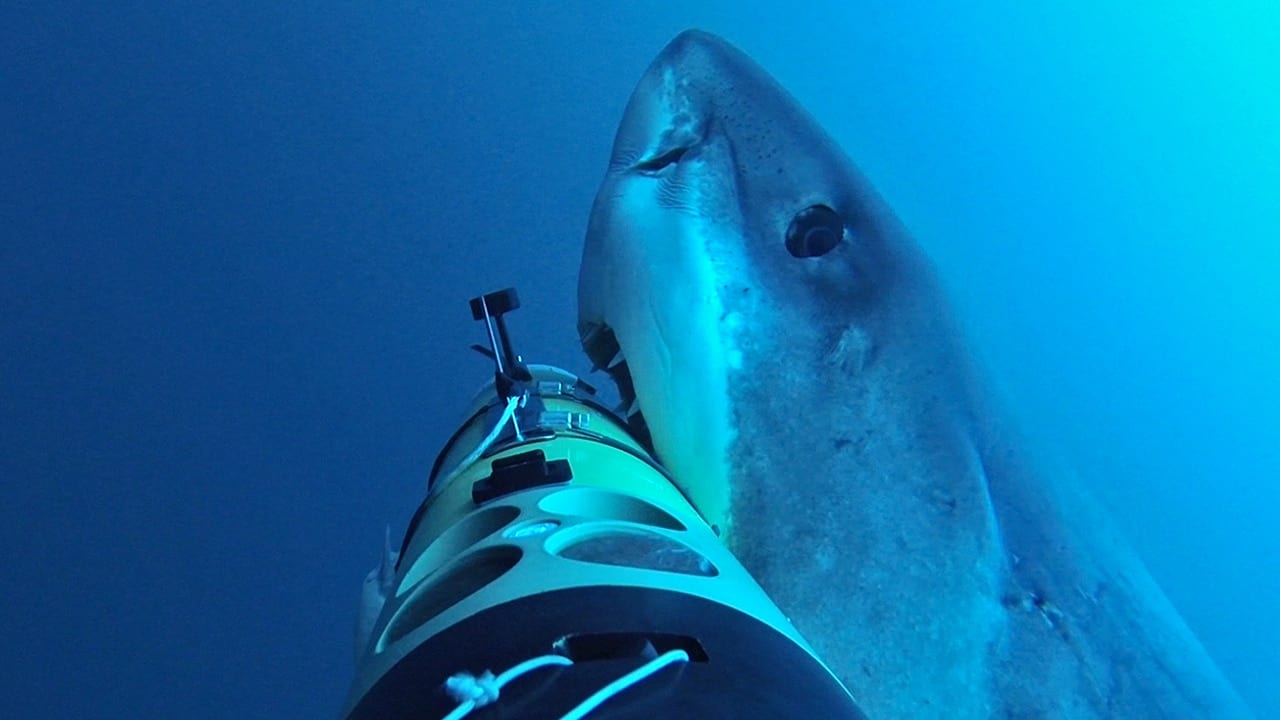 Robotic Vehicles Offer a New Tool in Study of Shark Behavior