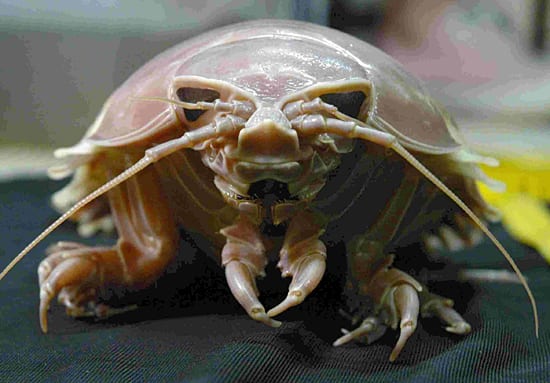 zafereo-isopod_62218_154734.jpg