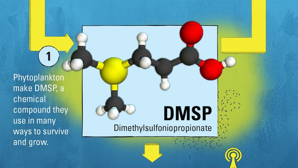 A Mighty Mysterious Molecule