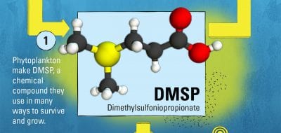 A Mighty Mysterious Molecule
