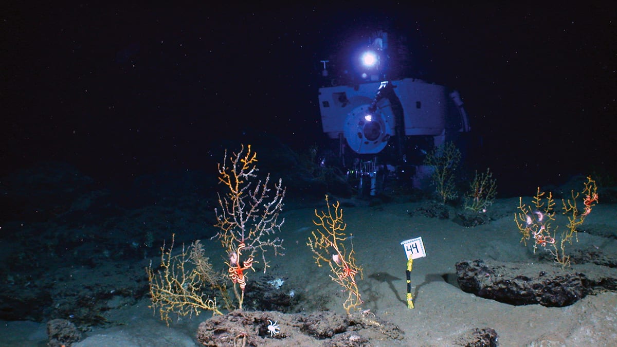 Coated Corals