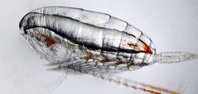 Journey Into the Ocean's Microbiomes