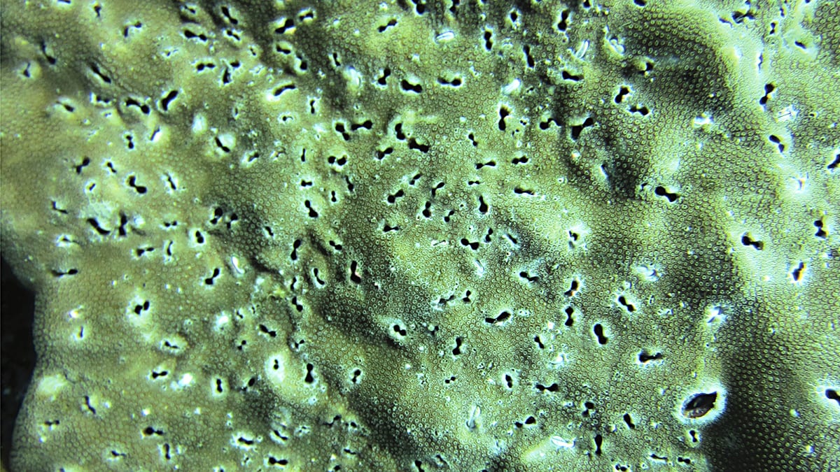 Holey Corals