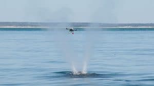 Endangered Whales Get a High-Tech Check-Up