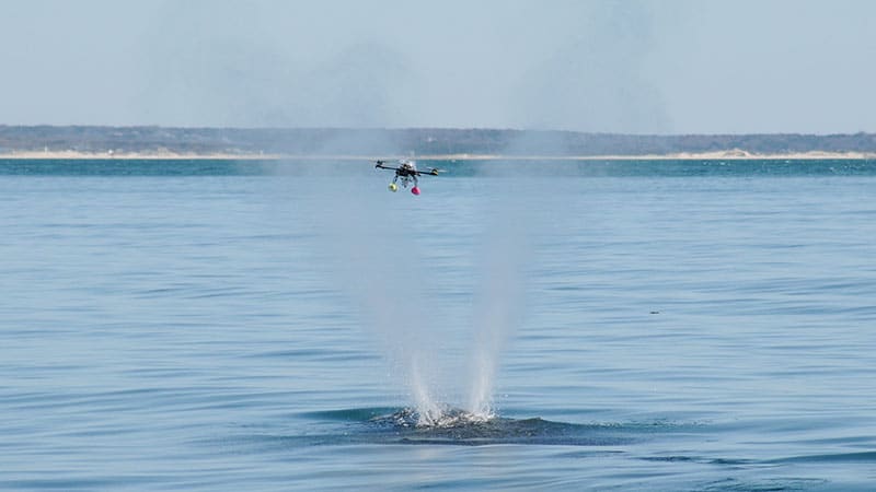 Endangered Whales Get a High-Tech Check-Up