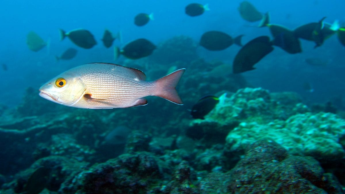 Reef Diversity