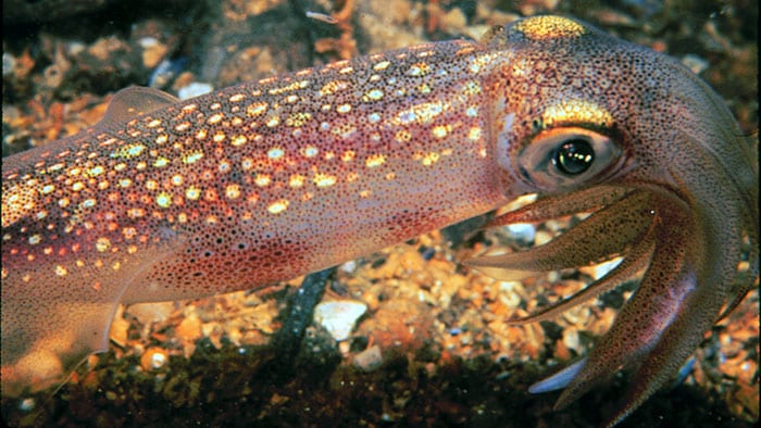 How does bioluminescence work? - Woods Hole Oceanographic Institution