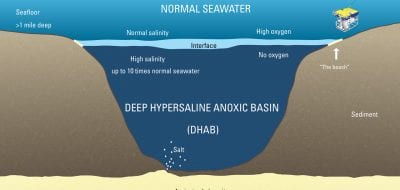 Can Animals Live Without Oxygen?