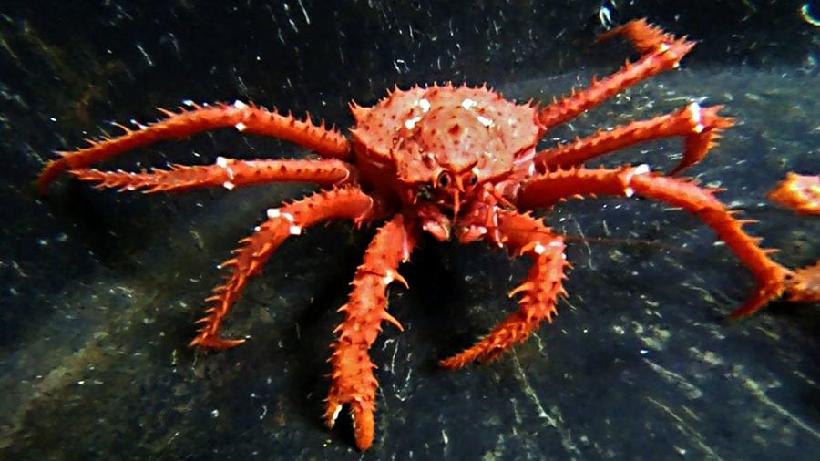King-crab-GoPro-2_463935.jpg