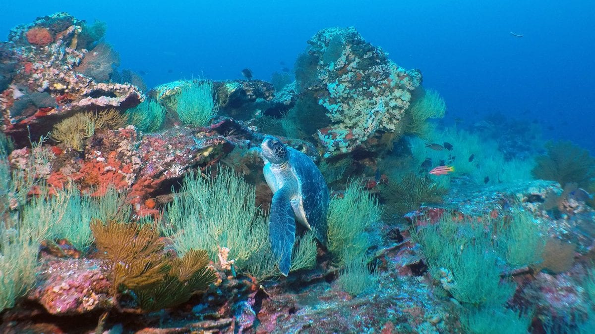 Beneath the Sea, the Galápagos Reveal More Marvels – Woods Hole  Oceanographic Institution