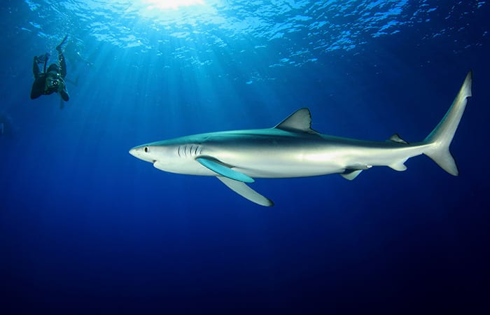 Blue shark