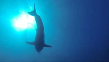 SharkCam Tracks Great Whites into the Deep