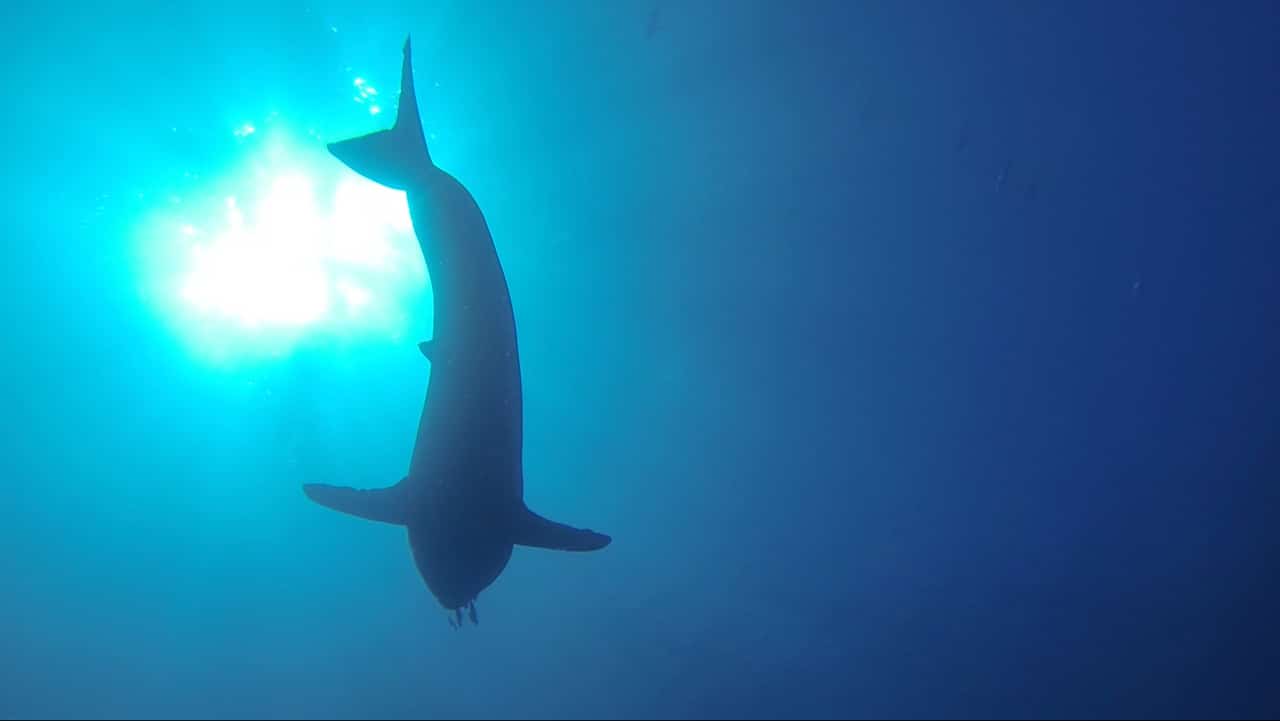 SharkCam Tracks Great Whites into the Deep