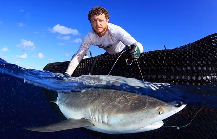 Camrin Braun attaching a satellite tag to a shark for tracking.