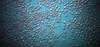 Crabs Swarm on the Seafloor