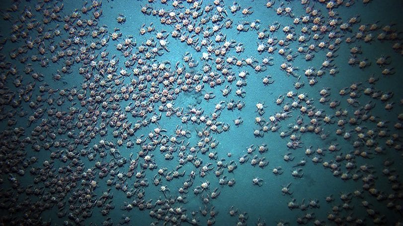 Crabs Swarm on the Seafloor
