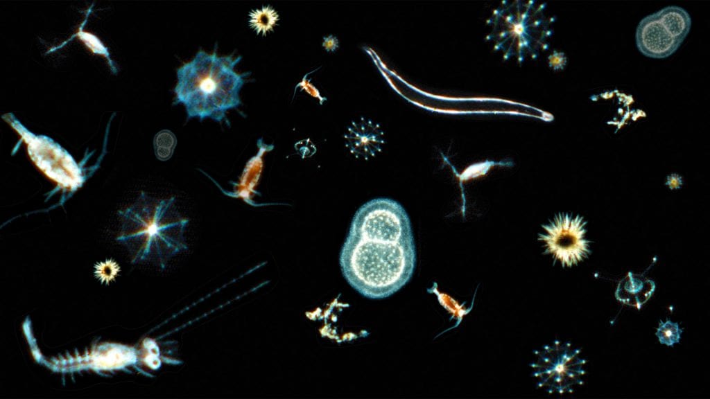 Illuminating an Unexplored Undersea Universe