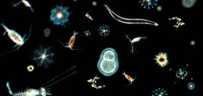 Illuminating an Unexplored Undersea Universe