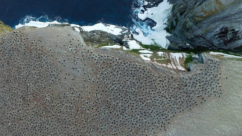 See Those Black Dots? They’re Penguins. Now Count Them.