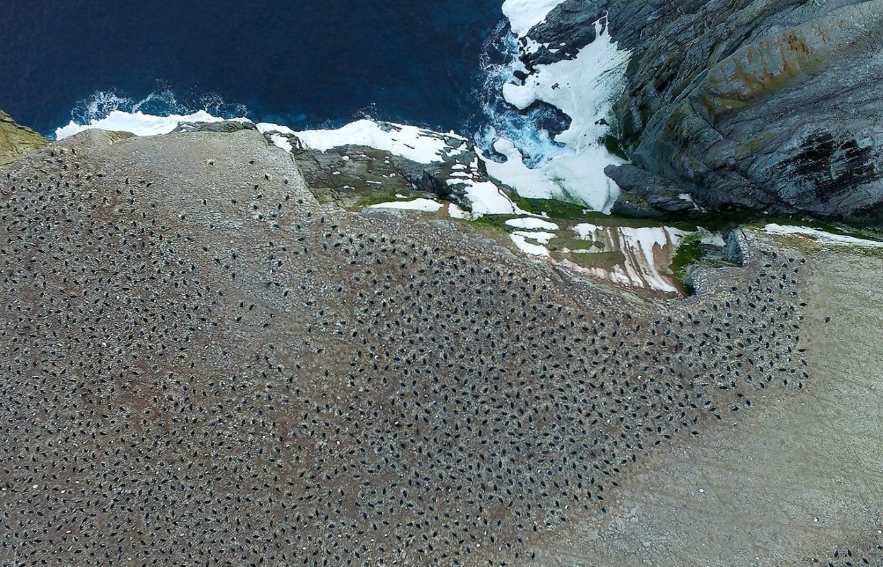 See Those Black Dots? They’re Penguins. Now Count Them.