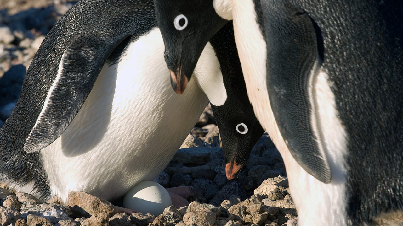 Canaries in the Antarctic