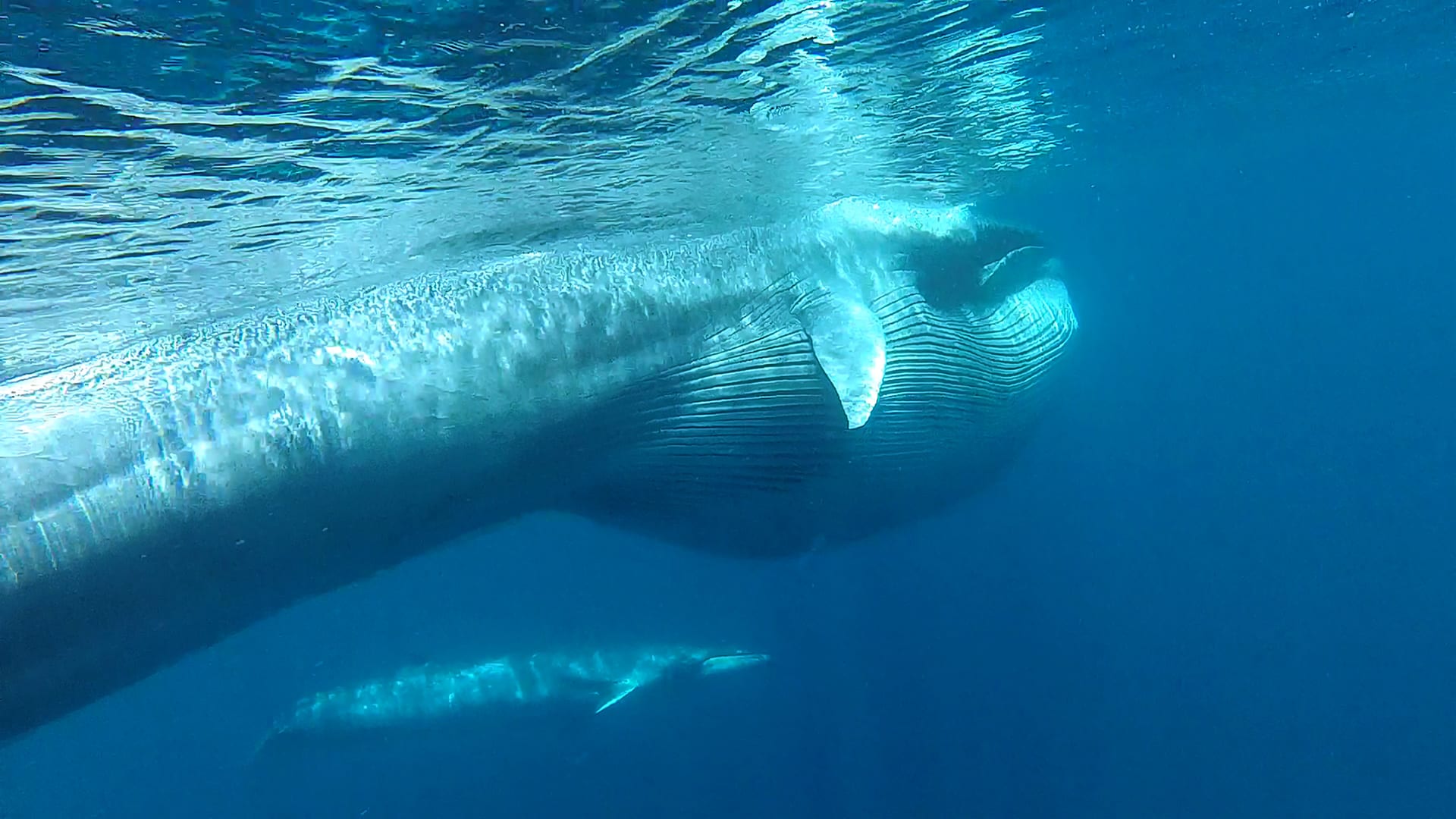 A New Whale Species Is Discovered in the Wild