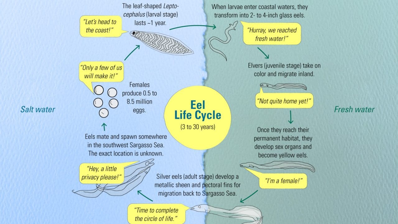 16G0563-American-Eels-Life-Cycle2-web_434193.jpg