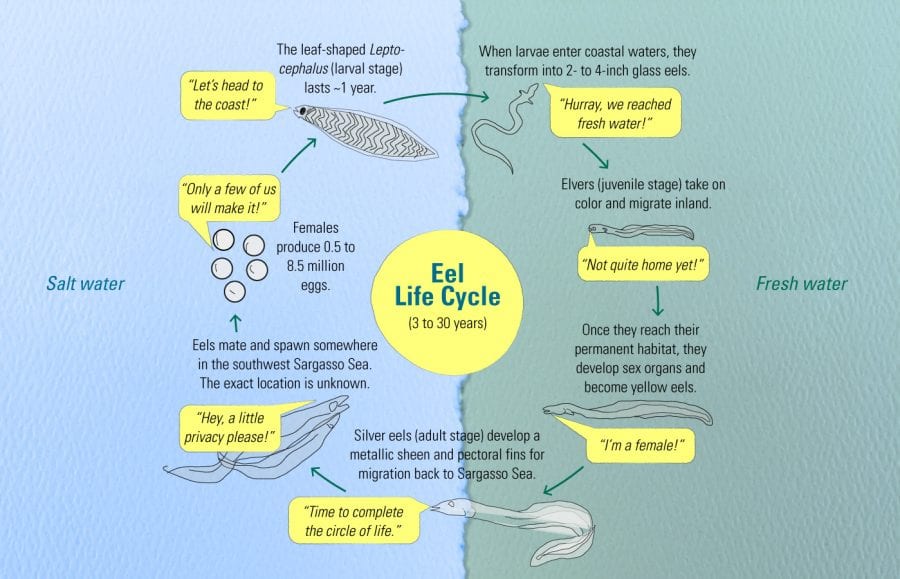 16G0563-American-Eels-Life-Cycle2-web_434193.jpg