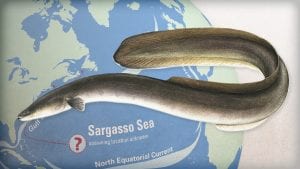 A Slithery Ocean Mystery