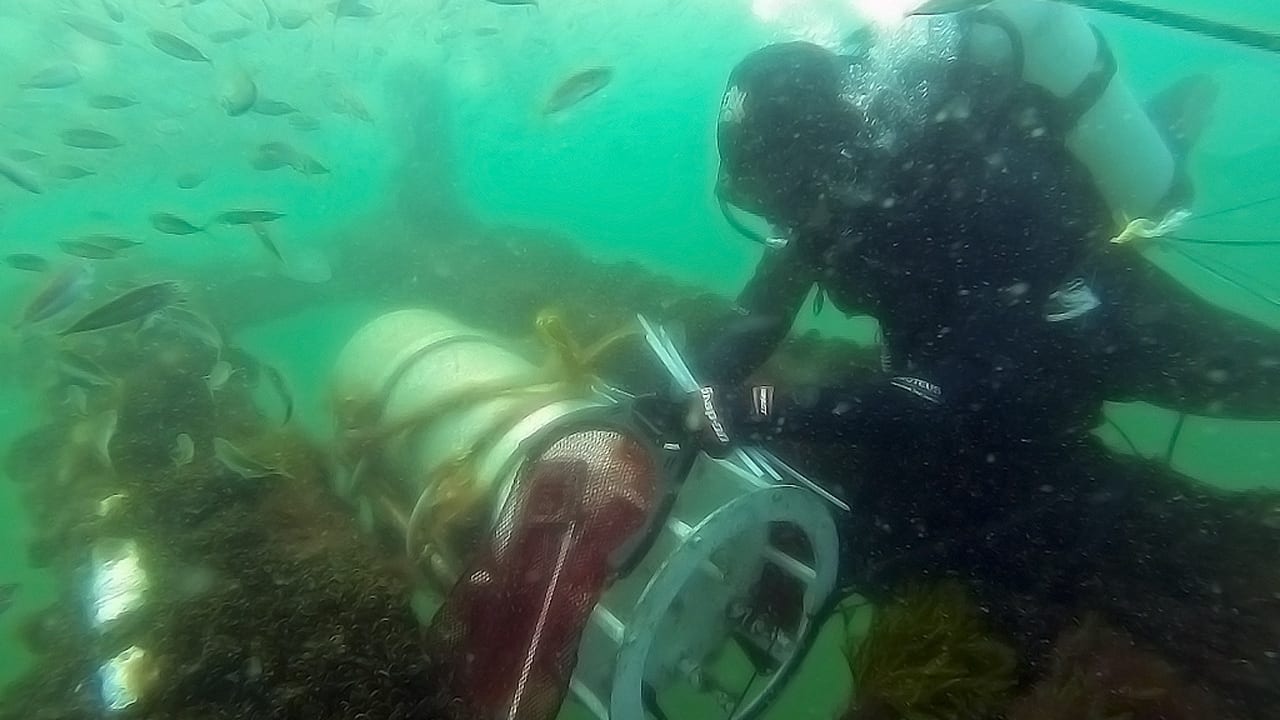 New 13-year Study Tracks Impact of Changing Climate on a Key Marine Food Source