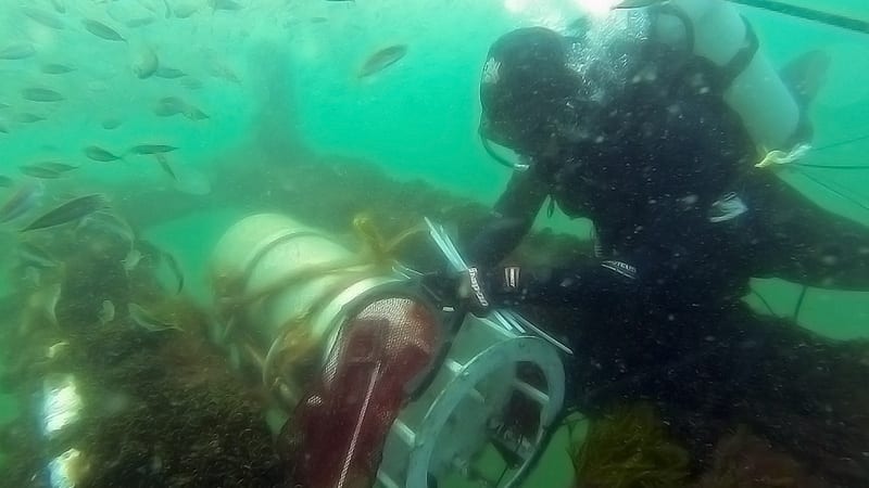 Diver-with-FCB-and-fish__800_442793.jpg