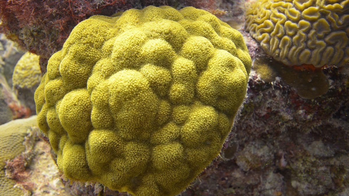 Study Reveals Corals' Influence on Reef Microbes