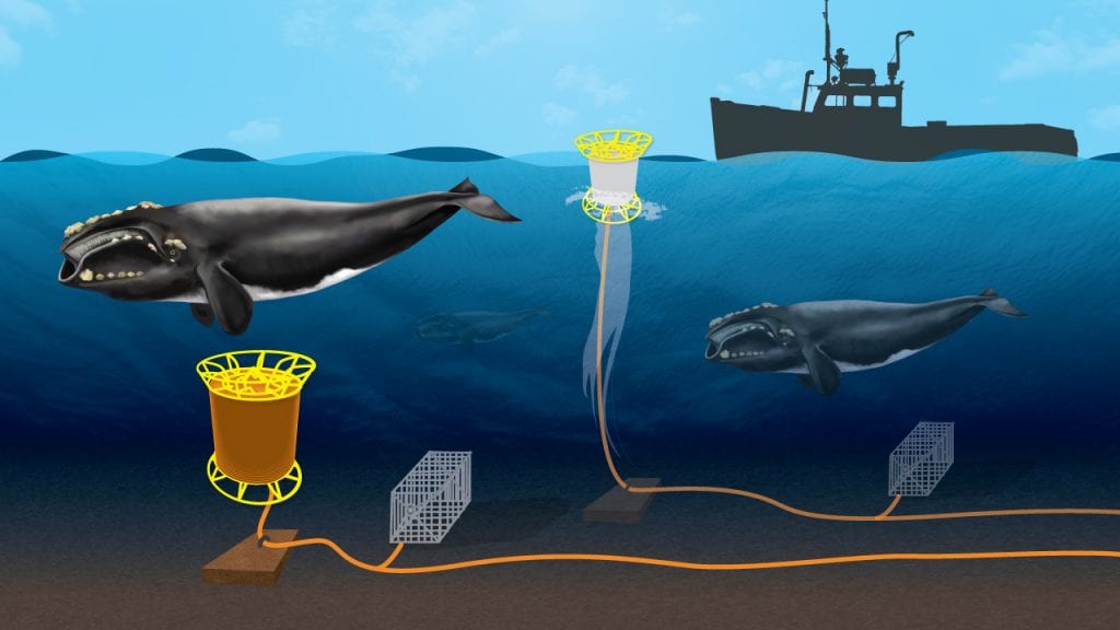 Whale-safe Fishing Gear