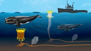 Whale-safe Fishing Gear