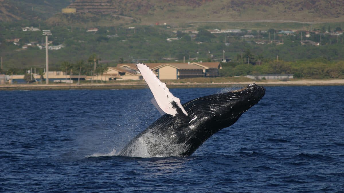 WHOI Study Sheds Light on Previously Overlooked Aspect of Whale Songs