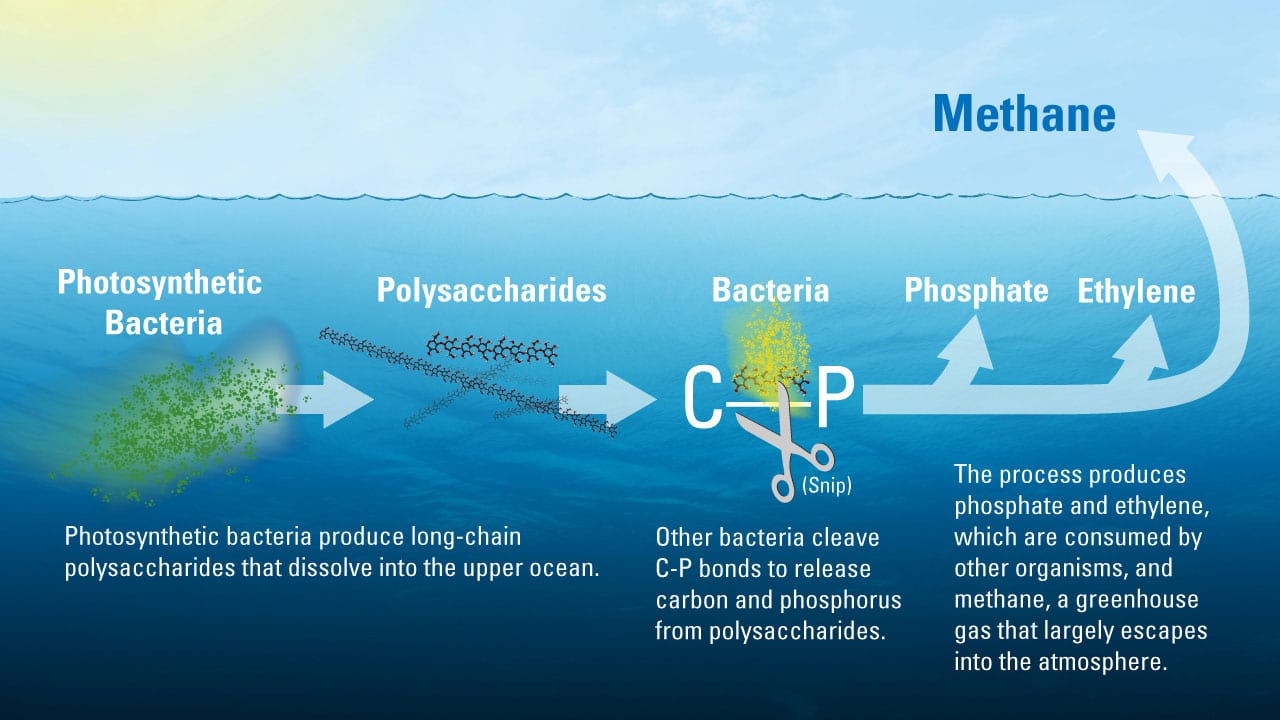 New Study Explains Mysterious Source of Greenhouse Gas Methane in the Ocean