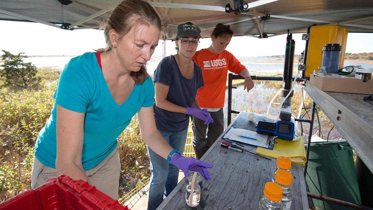 Sampling a Salt Marsh