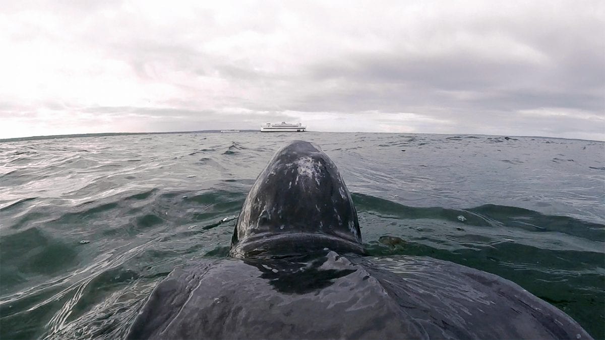 Turtle's Eye View