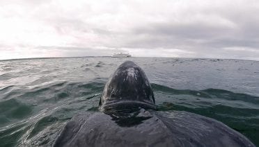 Turtle's Eye View