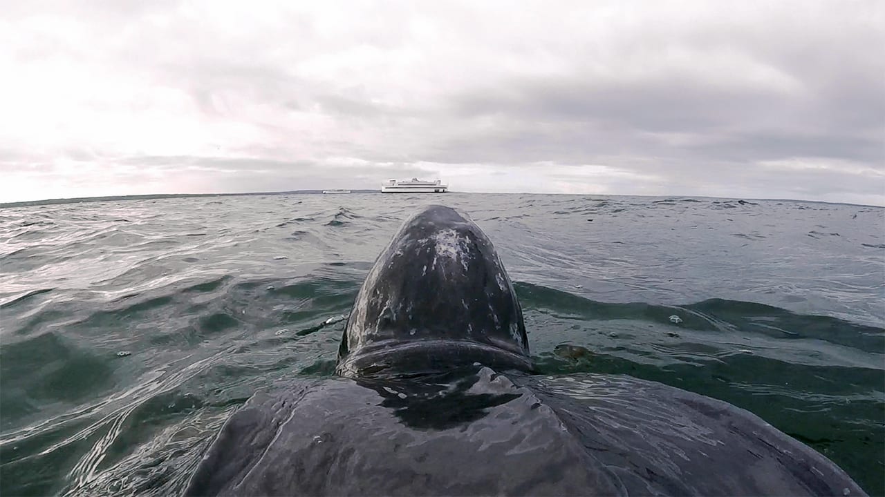 Turtle's Eye View